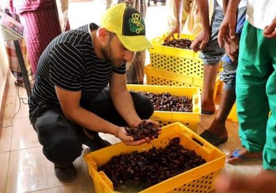 "خليفة الإنسانية" تبادر باستلام تمور مزارعي سقطرى لتسويقها