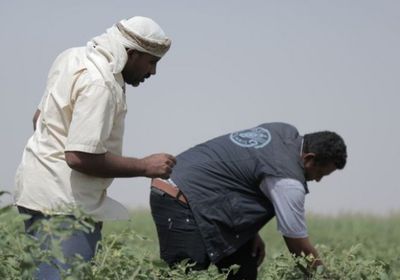 فاو: جهودنا متواصلة لتزويد السكان بالغذاء الصحي