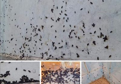 انتشار حشرة غريبة في منطقة الغيل بميفعة