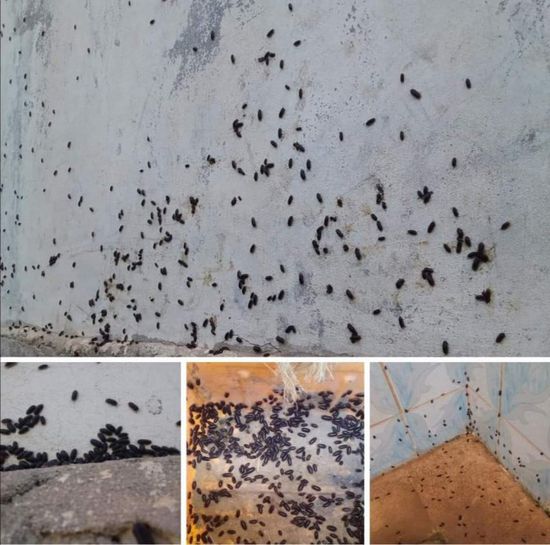 انتشار حشرة غريبة في منطقة الغيل بميفعة