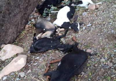 نفوق أغنام بردفان بسبب صاعقة رعدية