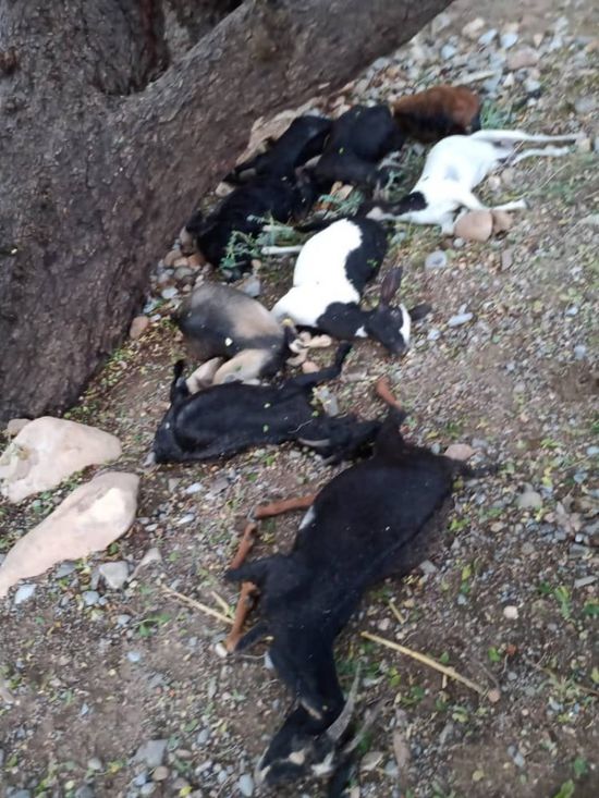 نفوق أغنام بردفان بسبب صاعقة رعدية