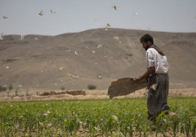 فاو تُحذر من ارتفاع معدلات انعدام الأمن الغذائي