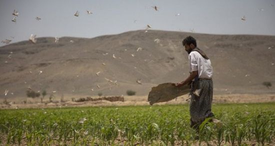 فاو تُحذر من ارتفاع معدلات انعدام الأمن الغذائي