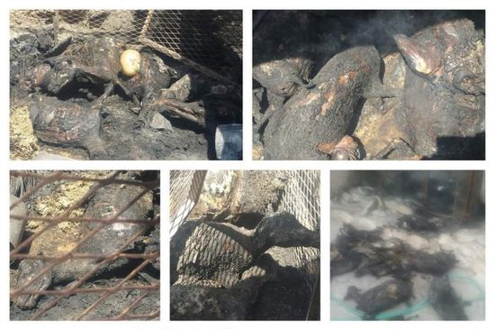 مجهولون يضرمون النار في حظيرة أغنام بساه