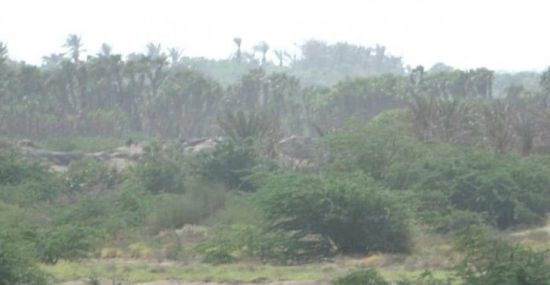 إفشال محاولة هجوم حوثي جنوب الحديدة