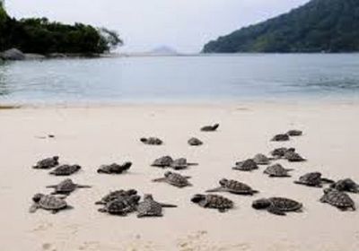 "حماية البيئة" تبحث تحسين وضع محمية "شرمة جثمون"