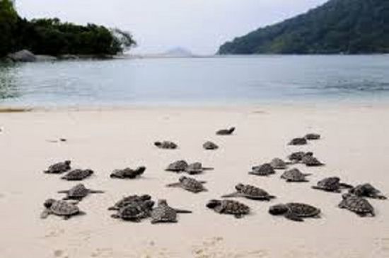 "حماية البيئة" تبحث تحسين وضع محمية "شرمة جثمون"