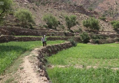 "سلمان للإغاثة" و"الإنمائي" يدعمان القطاع الزراعي