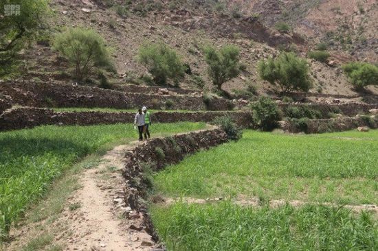 "سلمان للإغاثة" و"الإنمائي" يدعمان القطاع الزراعي