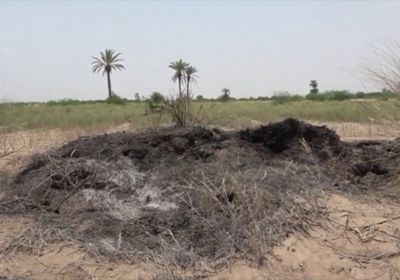 الأرض التي لن تكون خضراء.. نيران الحوثي تحرق مزارع الحديدة