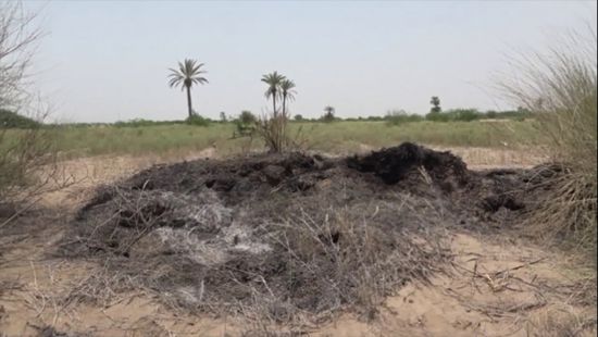 الأرض التي لن تكون خضراء.. نيران الحوثي تحرق مزارع الحديدة
