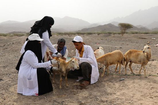 "فاو": جهود لبناء قدرات عمال الصحة الحيوانية