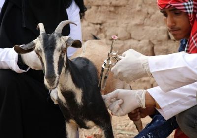 خلال 12 يومًا.. تحصين أغنام عدن والضالع من الطاعون