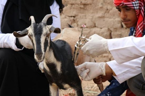 خلال 12 يومًا.. تحصين أغنام عدن والضالع من الطاعون