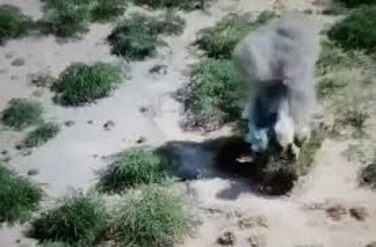 مقطع يوثق دمار آليات حوثية في الدريهمي