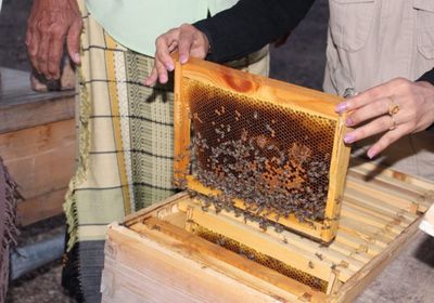 توزيع معدات لتربية النحل على 98 شخصًا بلحج (صور)