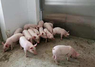 ألمانيا تسجل حالة اشتباه رسمية في إصابة بحمى الخنازير