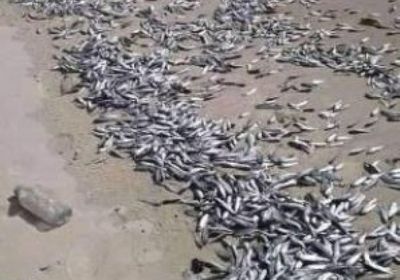  موريتانيا تفتح تحقيق علمي لكشف ملابسات وأسباب نفوق مائتي طن من الأسماك
