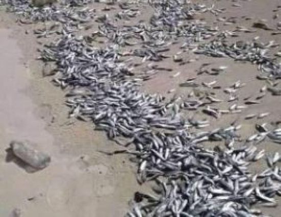  موريتانيا تفتح تحقيق علمي لكشف ملابسات وأسباب نفوق مائتي طن من الأسماك