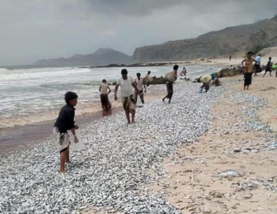 أسماك نافقة تكسو شواطئ فوة بساحل حضرموت