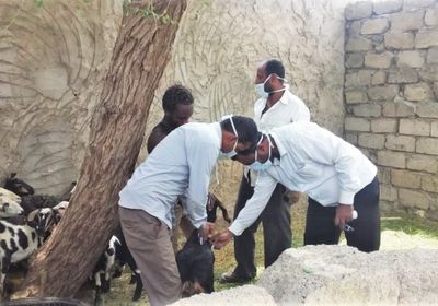 "الصليب الأحمر": تحصين 218 ألف رأس ماشية بمأرب