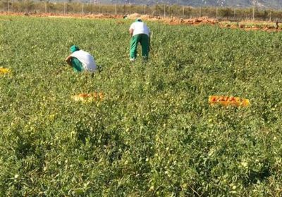 وسط دعم إماراتي.. الزراعة تعود للحياة في سقطرى