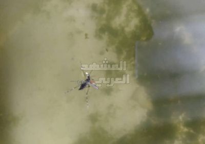 بعوضة مُزعجة تُهدد سكان أبين بالضنك والملاريا