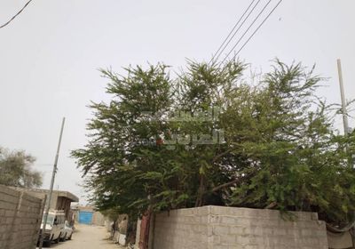 بالصور.. مخاوف من سقوط أشجار تطوق خطوط الكهرباء بزنجبار