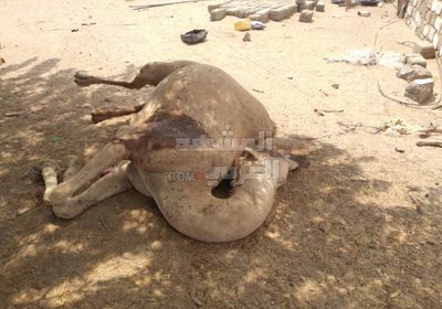 رصاص مليشيا الإخوان يفتك بالحيوانات في أبين (صور)