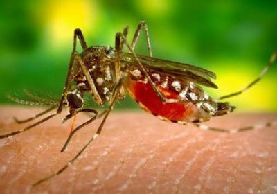 الملاريا تدخل الجزائر.. 1110 إصابة في 5 محافظات
