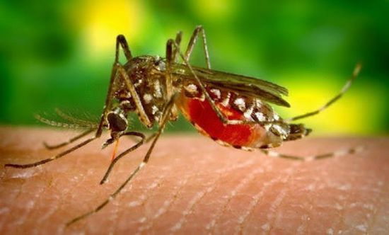 الملاريا تدخل الجزائر.. 1110 إصابة في 5 محافظات