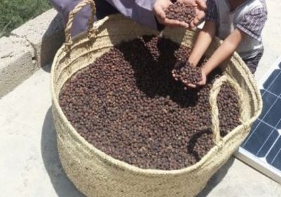 السفارة الأمريكية: دعمنا 800 مزارع قهوة
