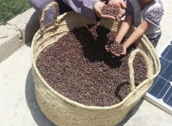 السفارة الأمريكية: دعمنا 800 مزارع قهوة