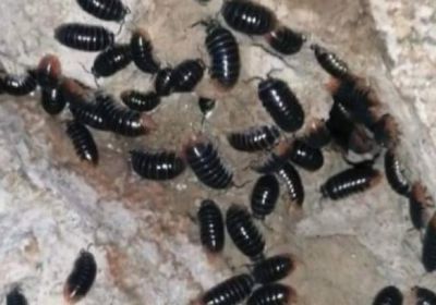 "الحليان" تدفع أهالي حالمين لمغادرتها