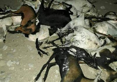 "فاو" نفوق المواشي حرم 215 ألف أسرة من دخلها