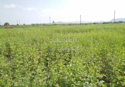 اتهامات بالتلاعب في توزيع "بذور" على مزارعي أبين