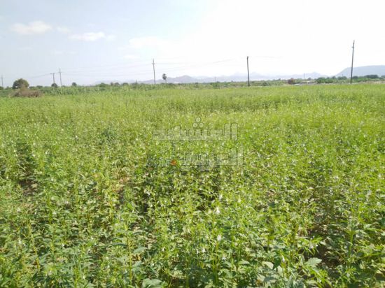 اتهامات بالتلاعب في توزيع "بذور" على مزارعي أبين