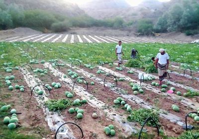 فاو تدعو المُزارعين إلى الالتزام بالاحترازات