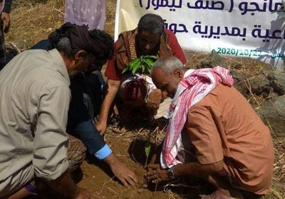 100 شتلة مانجو لمزارعي حوف