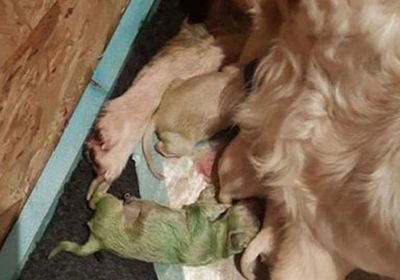 ولادة كلب جرو بلون أخضر.. والأطباء يفسرون