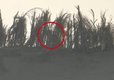 بالفيديو.. تحييد قناص لمليشيا الحوثي في الحديدة