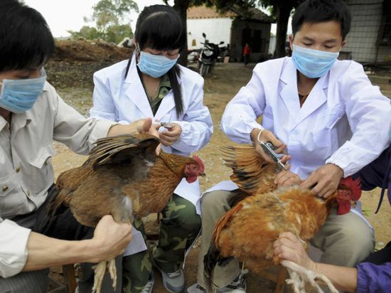 كوريا الجنوبية تكشف عن أول إصابة بإنفلونزا الطيور