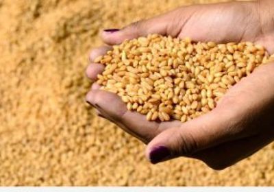  بدعم إماراتي.. السودان يستقبل 68 ألف طن من القمح