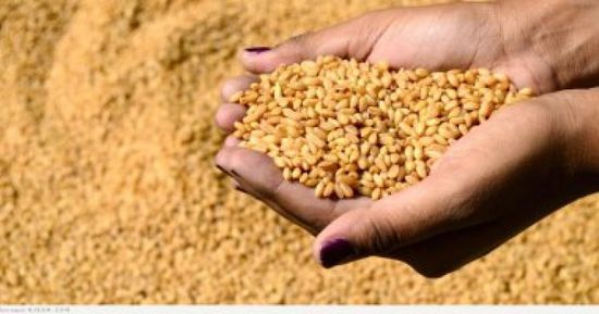  بدعم إماراتي.. السودان يستقبل 68 ألف طن من القمح