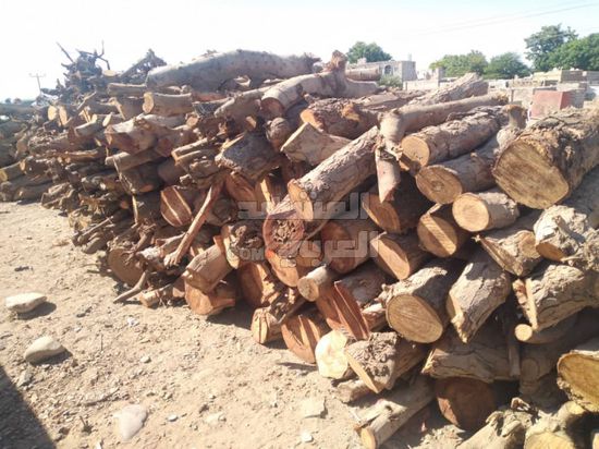 مهنة الحطابة.. حيلة شاقة لجلب الرزق بأبين (صور)