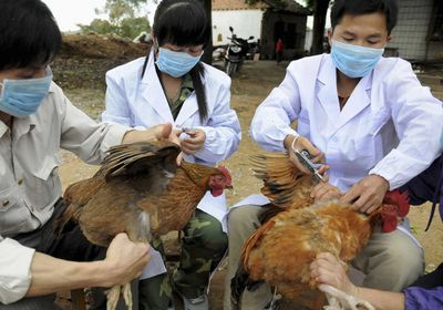 أنفلونزا طيور شديدة العدوى تضرب غرب اليابان