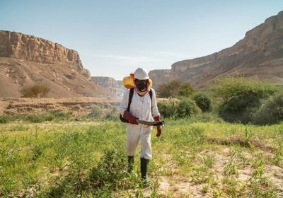 فاو: تواصل حملات مكافحة الجراد باليمن