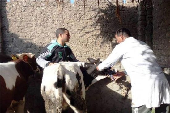 "الصليب الأحمر" يعلن انتهاء حملة تحصين الماشية