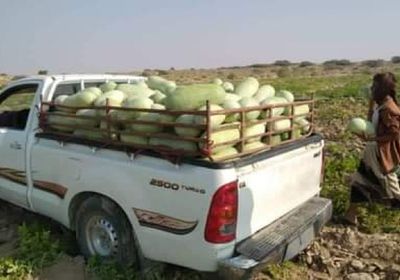 بدء موسم حصاد البطيخ في شبوة